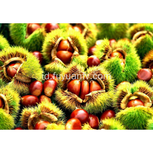 Tanaman Baru Segar Harga Yang Baik Lezat Chestnut